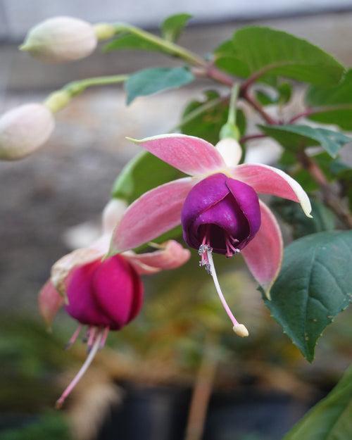 Fuchsia Mix