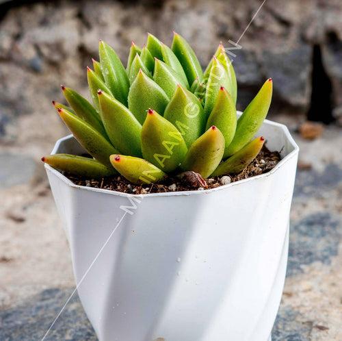 Echeveria Agavoides