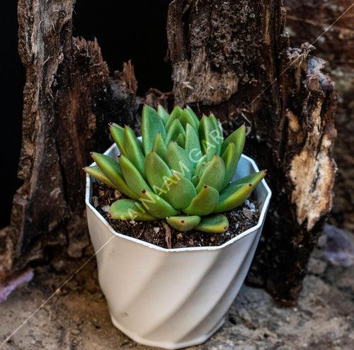 Echeveria Agavoides