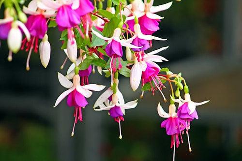 Fuchsia Mix