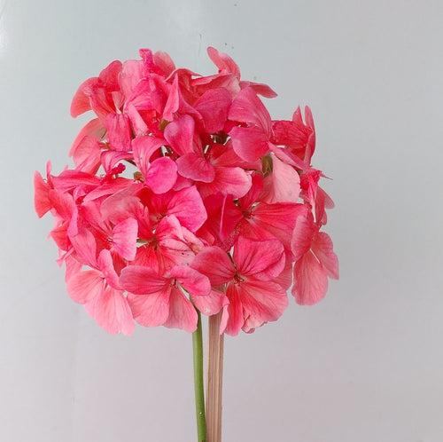 Geranium ( Single Petal Light Pink )