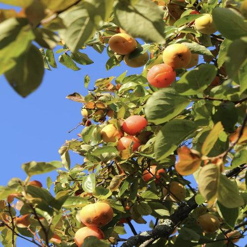 Japanese Persimmon (Diospyros Kaki)