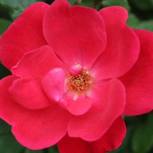 Red Knockout | Shrub Tree Rose(Radrazz)