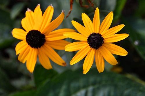 Rudbeckia