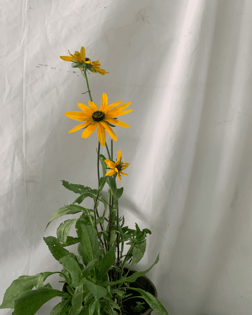 Rudbeckia