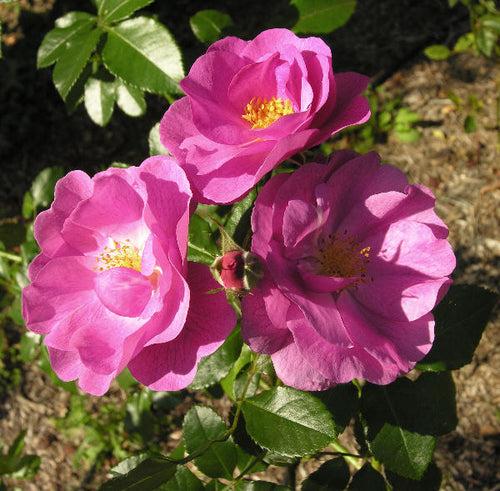 Black Country Pride  I Floribunda Rose