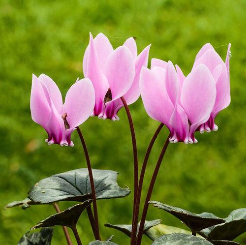 Cyclamen Plant