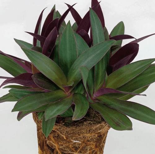 Tradescantia spathacea (Boat lily)