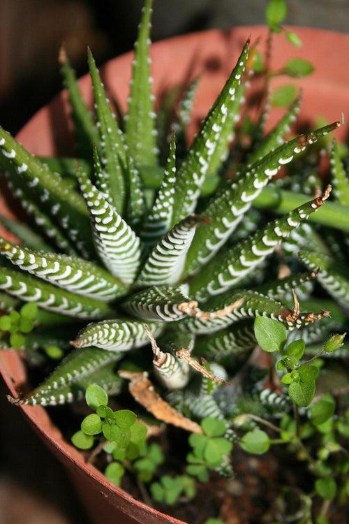 Haworthia Fasciata "Zebra Plant"