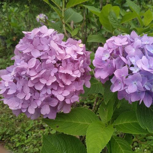 Hydrangea Macrophylla (Shrub)