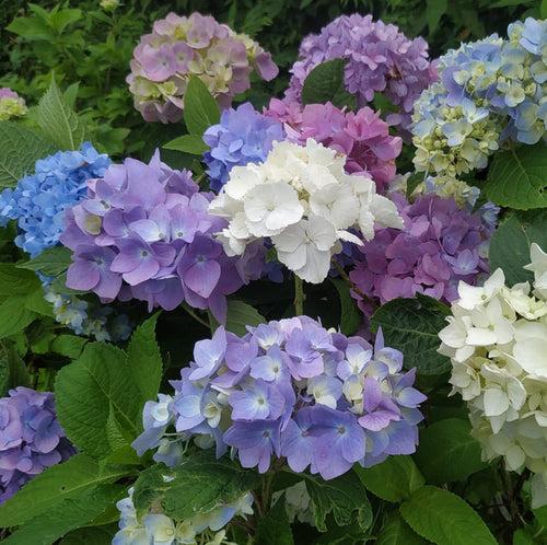 Hydrangea Macrophylla (Shrub)