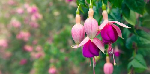 Fuchsia Mix