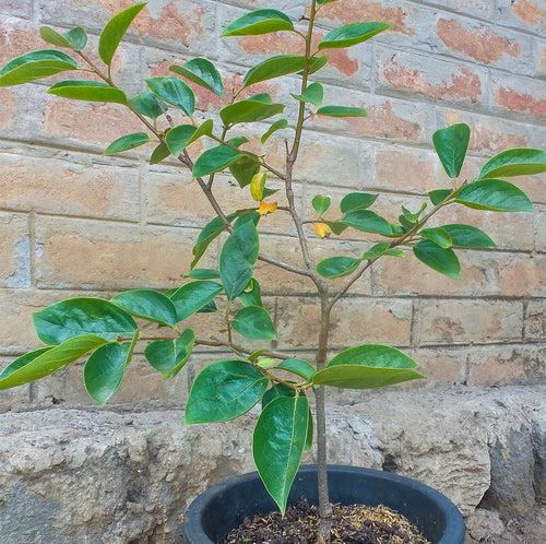 Japanese Persimmon (Diospyros Kaki)