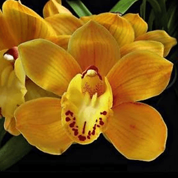 Cymbidium Shifting Sands 'Yellow Birds' (Mature)