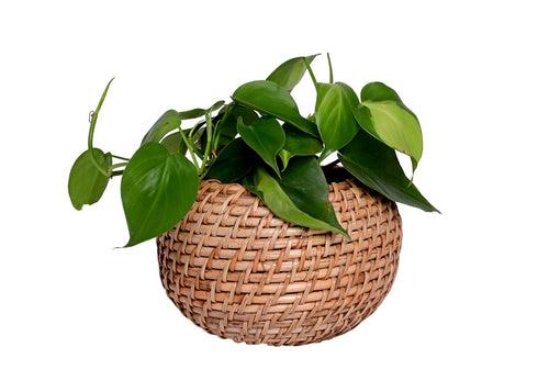 The Weaver's Nest Handmade Natural Cane Planter for Home, Table Tops, Offices, Restaurants, Garden, Cafe, Balcony, Living Room