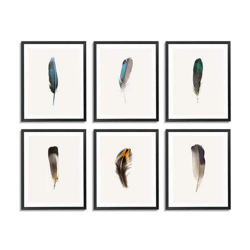 Feathers (Set of 6)