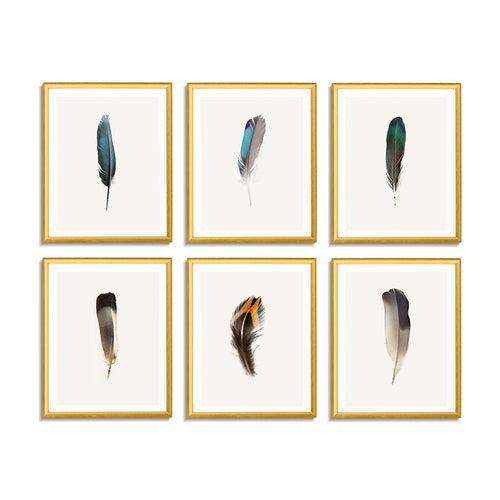 Feathers (Set of 6)