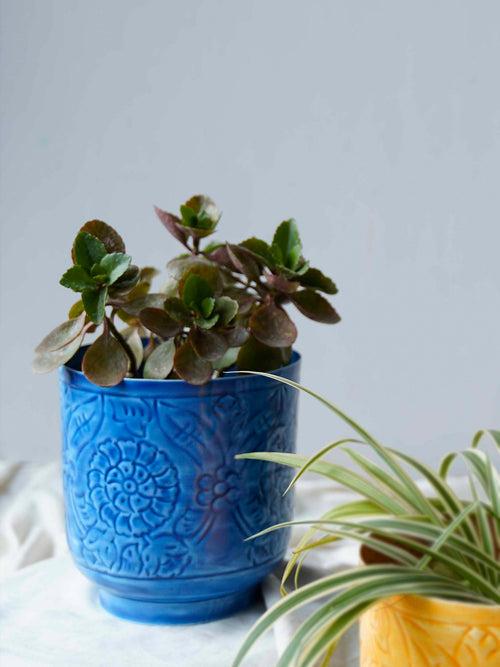 Amari Planters - Blue