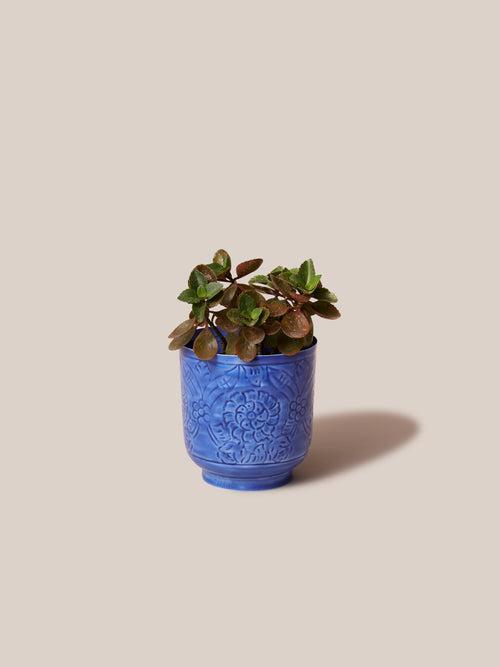 Amari Planters - Blue