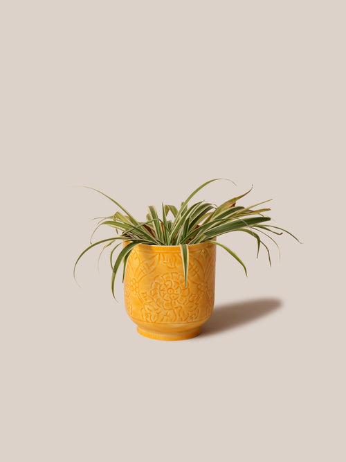 Amari Planters - Mustard