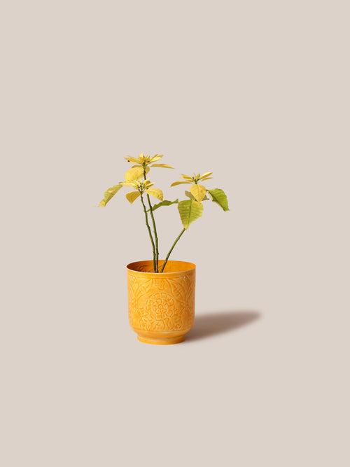 Amari Planters - Mustard