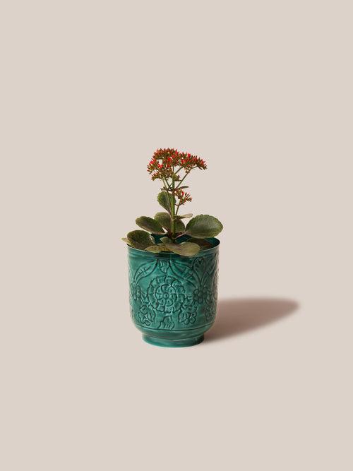 Amari Planters - Green