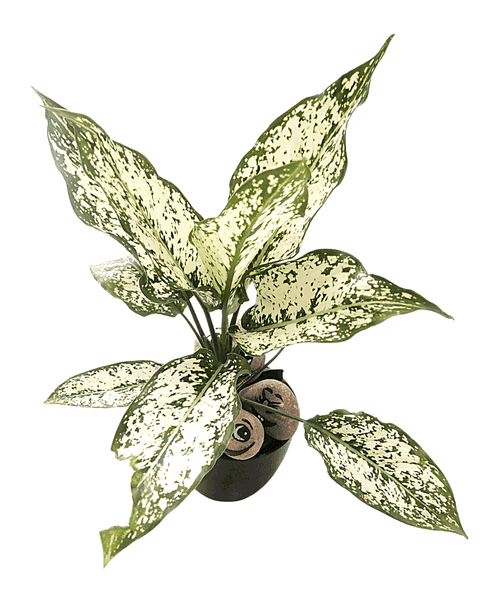 Aglaonema Snow White or Aglaonema Snowflake