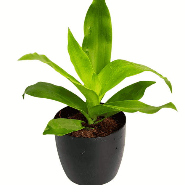 CALLISIA FRAGRANS, Basket Plant, Chain Plant