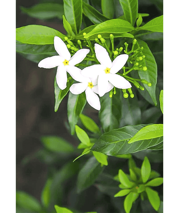 Chameli / Jasmine Plant / Downy Jasmine/ Kunda