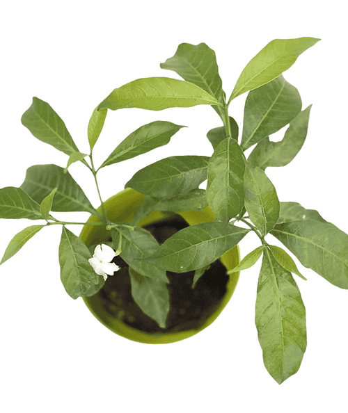 Chandni/ Crepe Jasmine/ Tabernaemontana Divaricata/ Tagar Plant/Moon Beam