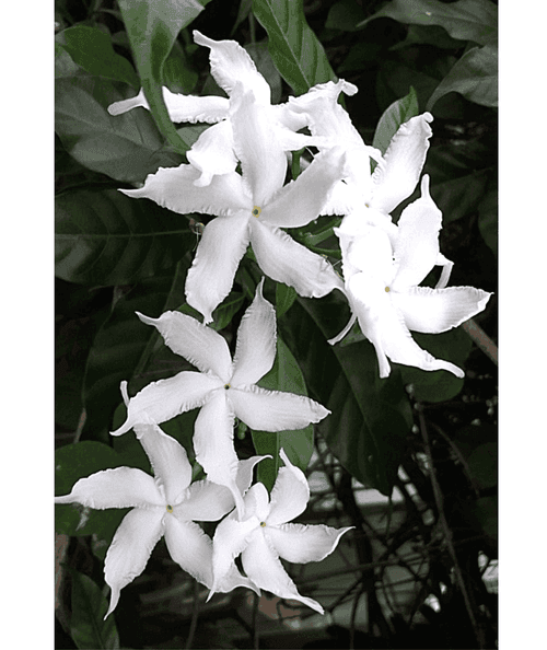 Chandni/ Crepe Jasmine/ Tabernaemontana Divaricata/ Tagar Plant/Moon Beam