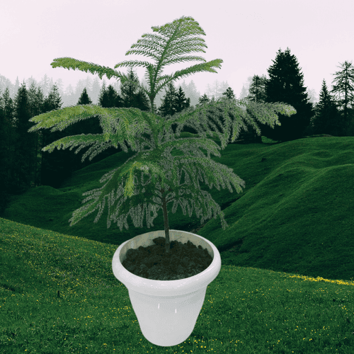 Christmas Tree Plant/ Christmas Plant/ Araucaria Plant