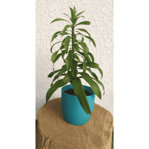 Dracaena Lisa Plant