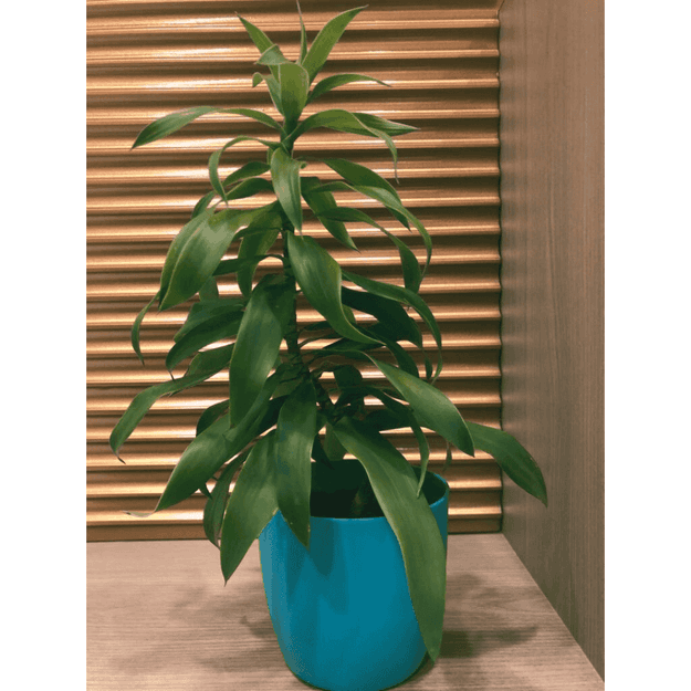 Dracaena Lisa Plant