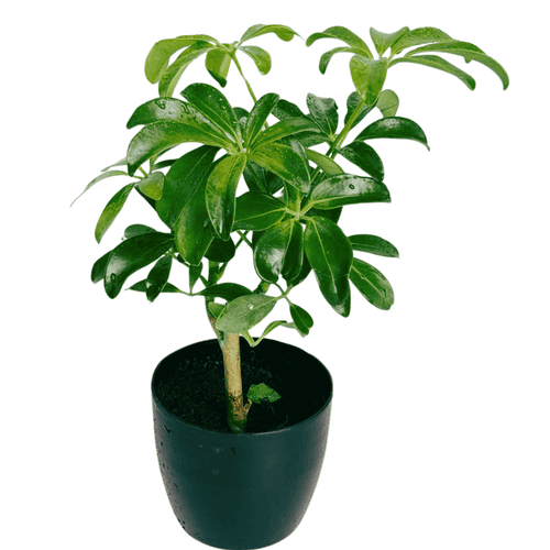 Dwarf Umbrella - Umbrella Tree Plant – Schefflera Arboricola