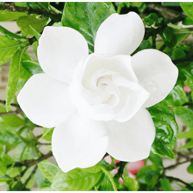 Gandharaj Plant/ King of Fragrance/ Gardenia Cape Jasmine Multi Petal (Paarijatham) Plant