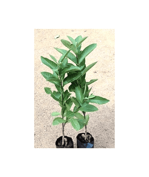 Fruit Plants - 3 Nos ( Guava, Papaya and Custard Apple)