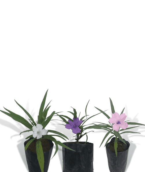 Ruellia Simplex Plant - 3 Plants ( Pink, White and Blue)