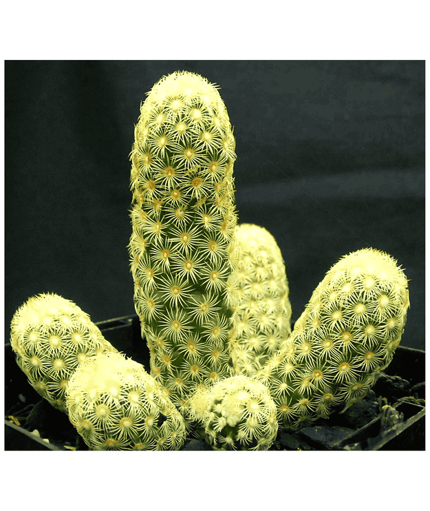 Mammillaria Elongata Cactus