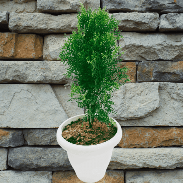 Thuja Plant/ Morpankhi/ Platycladus Plant