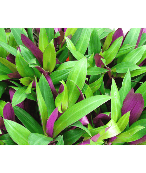 Tradescantia Spathacea/ Rhoeo Plant/ Rhoeo discolor Compacta