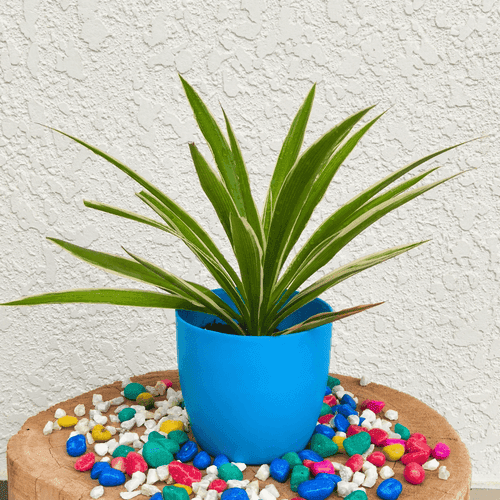 Spider Plant (Chlorophytum Comosum)