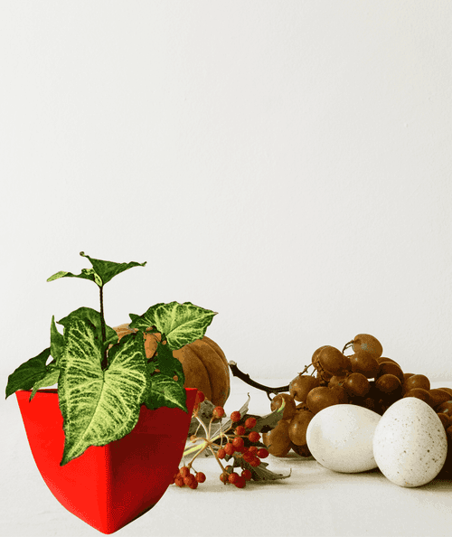 Syngonium Green, Syngonium Variegated Plant