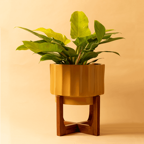 Blushing Sun with Wooden Stand