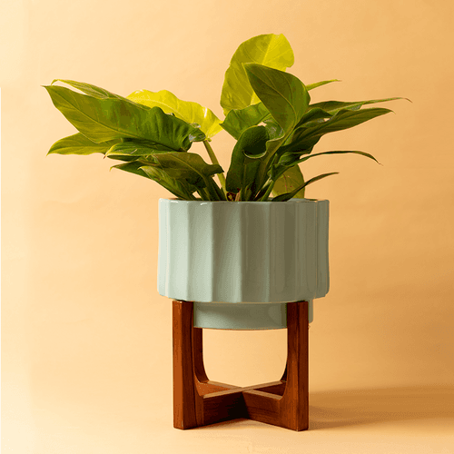 Blushing Sun with Wooden Stand