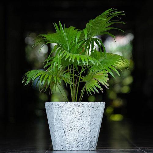 Concrete Floweret Small  l Concrete Marbre Planters Collection