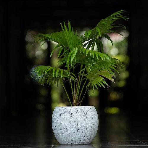 Concrete Meteor Planter l Concrete Marbre Planters Collection