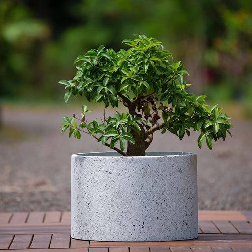 Concrete Cistern Planter Small l Concrete Marbre Planters Collection