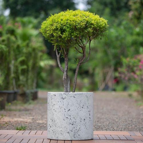 Concrete Cistern Planter Medium l Concrete Marbre Planters Collection