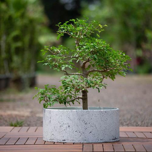 Concrete Cistern Planter Xtra Small l Concrete Marbre Planters Collection